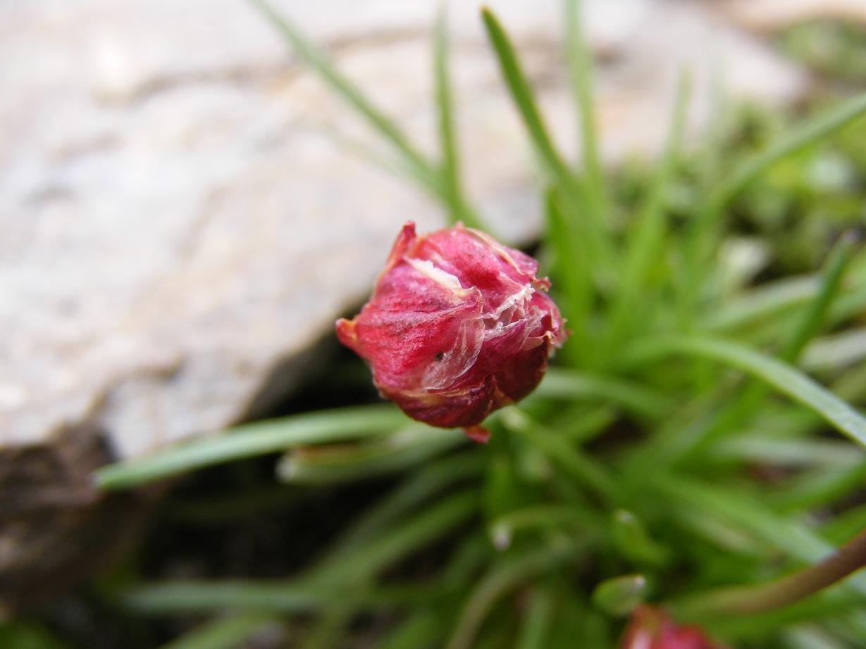 Armeria alpina / Spillo di dama